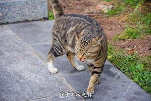 猫咪吵架吃瓜,猫咪吵架吃瓜现场揭秘