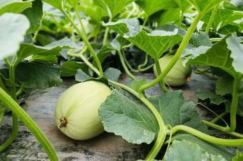 花花吃瓜教案,趣味盎然的幼儿认知教学活动