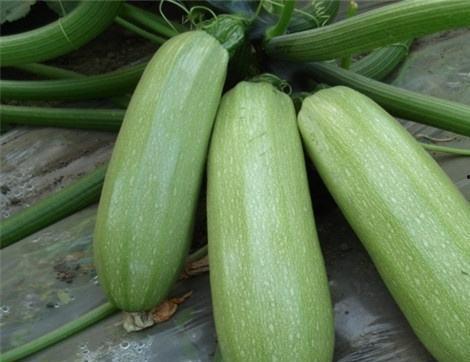 西小贝吃瓜,揭秘娱乐圈幕后故事