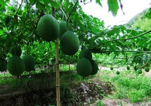 吊瓜黄了怎么吃,探索吊瓜的独特烹饪技巧