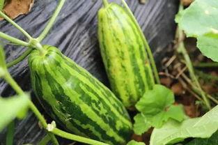 吃瓜吃花什么意思