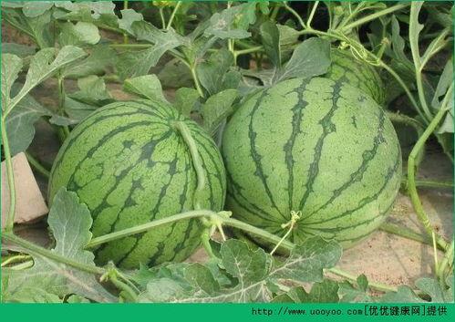 夏天吃生瓜好处,生瓜的营养益处与食用建议