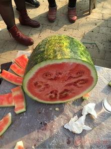 吃瓜日照,探寻吃瓜者的日照之旅