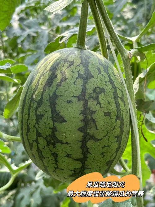 恋中吃瓜,揭秘明星情侣甜蜜背后的那些事儿