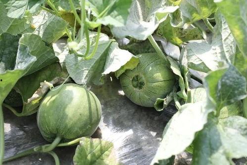 什么季节可以吃瓜,尽享清凉——夏季瓜果盛宴