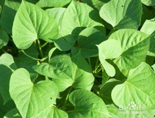 鸭子吃茭瓜叶子,鸭子与茭瓜叶子的和谐共生