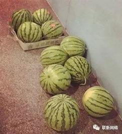 信号波吃瓜,揭秘科技与娱乐的奇妙交织