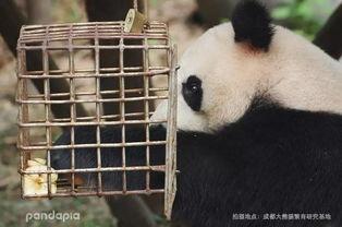 吃瓜虫熊猫,揭秘熊猫界的“美食家”