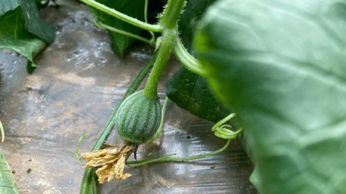 梦见小时候吃的瓜,梦回瓜香四溢的时光