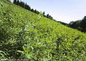 草地吃瓜图片大全,夏日田园美食盛宴