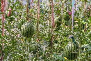 静静带你吃瓜,尽享味蕾盛宴