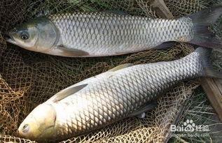 草鱼吃不吃老瓜,揭秘其对老瓜的偏好