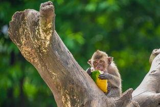 深圳中山公园吃瓜,悠闲时光里的市井风情