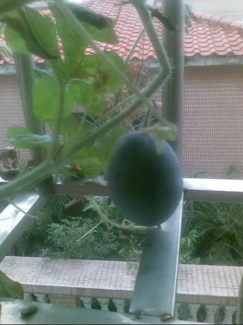 供暖阳台吃瓜,冬日里的温馨时光