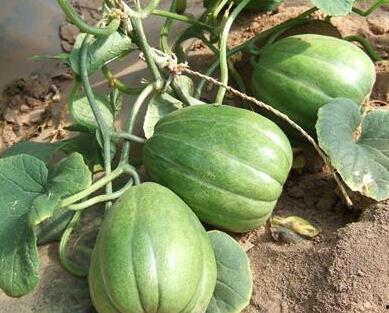 合理吃瓜,轻松解锁健康美味新体验