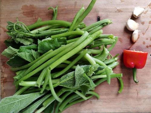 多喝水吃瓜叶,瓜叶美食两相宜