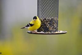 吃瓜鸟,揭秘娱乐圈的“吃瓜群众”